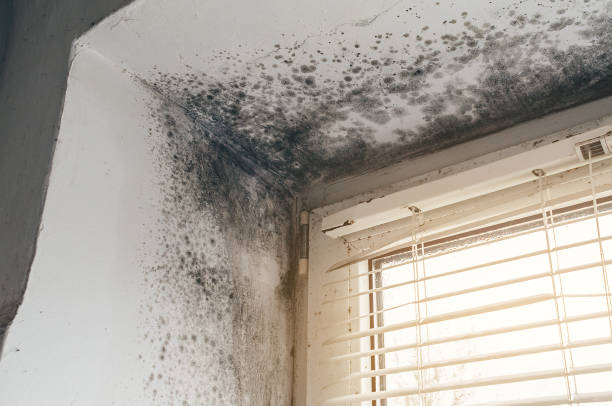 Affordable Basement Mold Removal solutions in West Newton, MA